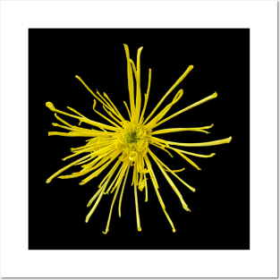 YELLOW CRYSANTHEMUM Posters and Art